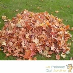 LEPOISSONQUIJARDINEFR Souffleur Thermique, 6800 Tours/Min, 1, 7 Cv, Réservoir De 1,2 Litres -Aspirateur souffleur Soldes Magasin 15092537 5